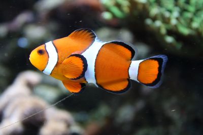 Close-up of fish swimming in sea
