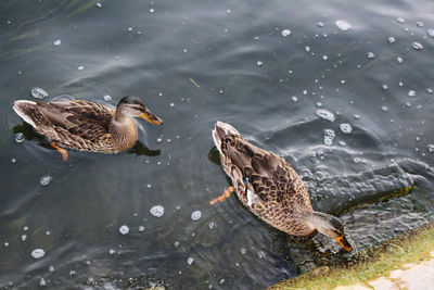 High angle view of mallard duck swimming in lake