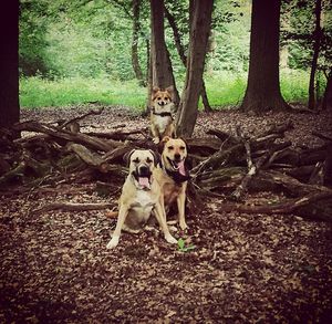 Portrait of dog in forest