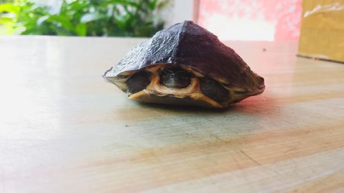 Close-up of turtle on table