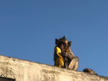 Low angle view of monkey sitting against clear blue sky