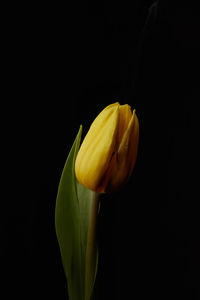 Close-up of yellow tulip against black background