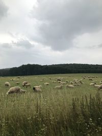 Flock of sheep on grassy field against sky