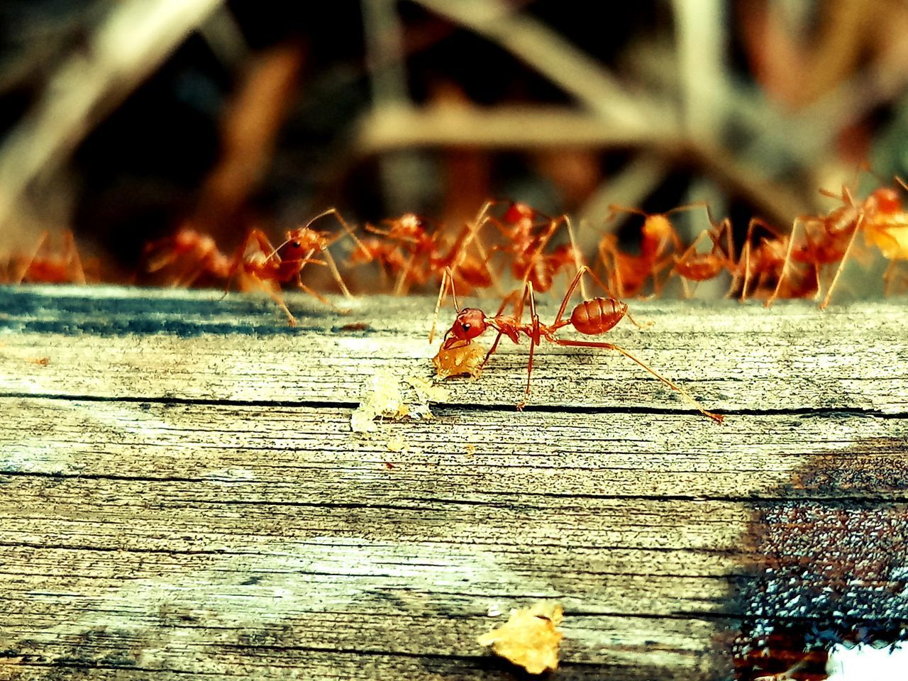 CLOSE-UP OF INSECT