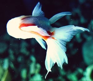 Close up of a flower