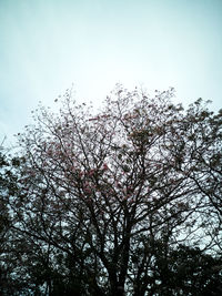 Low angle view of cherry blossoms against sky