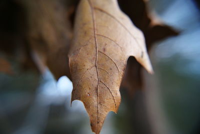 Close-up of dried leaves