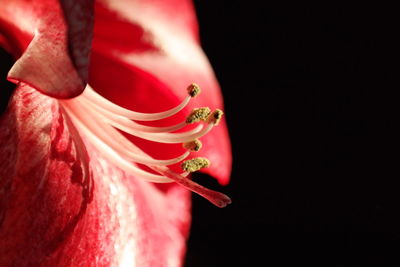 Close-up of red hibiscus over black background