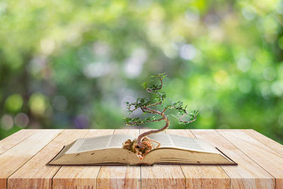 Close-up of a lizard on wooden table