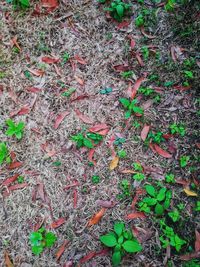 Full frame shot of dry leaves on field