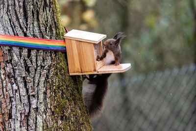 Close up of squirrel at a feeder