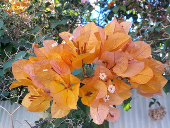 Close-up of orange flowering plant