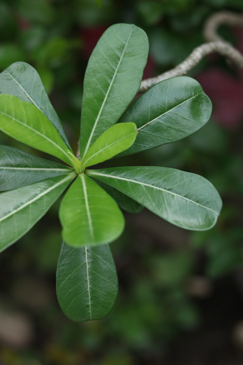 CLOSE-UP OF FRESH LEAVES