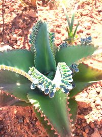 High angle view of fresh cactus plants