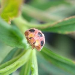 Close-up of insect on leaf