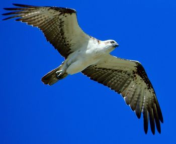 Low angle view of eagle flying against clear blue sky