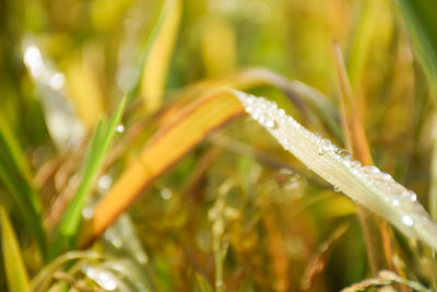 Close-up of wet grass