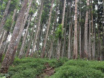 Trees growing in forest
