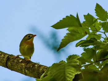 Low angle view of bird perching on tree against sky