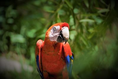 Close-up of parrot perching on a tree