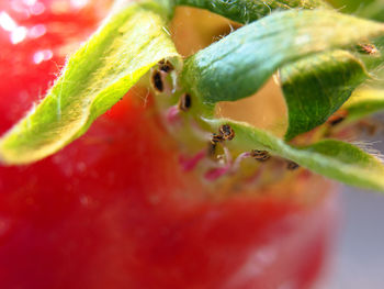 Close-up of insect on leaf