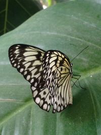 Close-up of butterfly