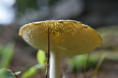 Close-up of mushroom growing on tree trunk