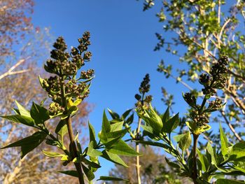 Low angle view of flowering plant against blue sky