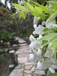 Close-up of white flowers