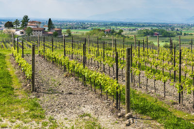 View of vineyard against clear sky