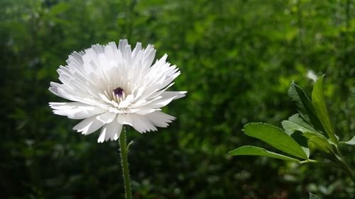 Close-up of white daisy flowers