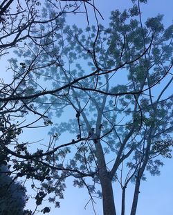 Low angle view of tree against clear blue sky