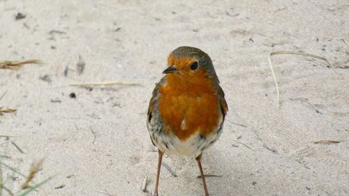 High angle view of bird
