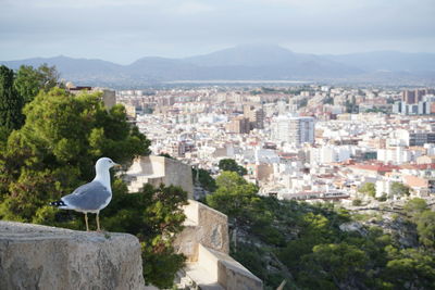 Seagull perching on a building