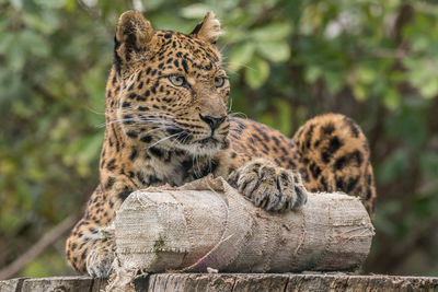 Close-up of a cat on tree in zoo