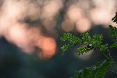 Close-up of fresh green plant