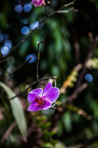 Close-up of pink flowering plant