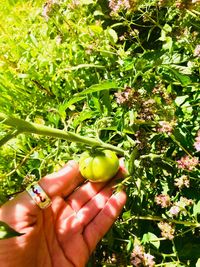 Cropped image of person holding fruits