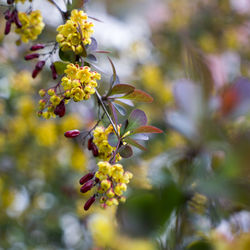 Close-up of yellow flowering plant