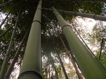 Low angle view of trees