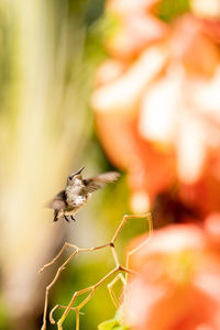 Close-up of hummingbird pollinating flower