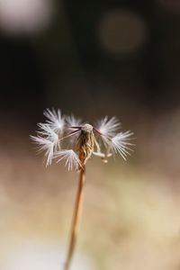 Close-up of wilted dandelion flower