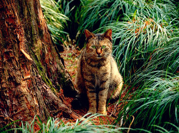 Portrait of cat sitting by tree against plants