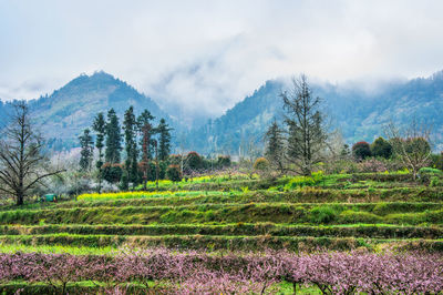 Scenic view of agricultural field against sky