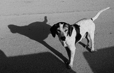 Dogs on road