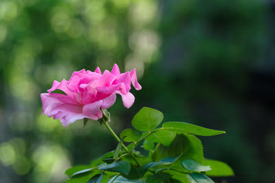 Close-up of pink flowering plant