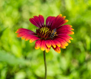 Close up of insect on gaillardia blooming outdoors