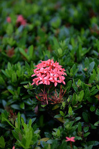 Close-up of pink flowers blooming outdoors