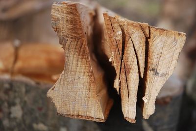 Close-up of chopped wood
