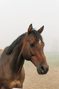 Close-up of a horse against the sky